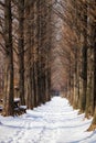 Snow covered metasequoia road Royalty Free Stock Photo