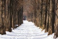 Snow covered metasequoia road Royalty Free Stock Photo