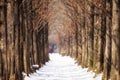 Snow covered metasequoia road Royalty Free Stock Photo