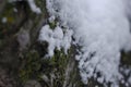 Snow covered mossy tree brak