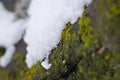 Snow covered mossy tree branch