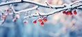 Snow-covered mountain ash branch with red berries Royalty Free Stock Photo