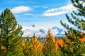 Snow-covered mountains and autumn forest Royalty Free Stock Photo