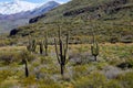 Snow covered mountains with saguaro cactus covered in snow landscape Royalty Free Stock Photo