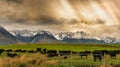 Snow covered mountains with shafts of light through the clouds with cows grazing on the farmland