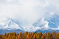 Snow-covered mountains and yellow autumn trees. Altai mountains, Russia Royalty Free Stock Photo