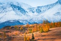 Snow-covered mountains with yellow autumn trees Royalty Free Stock Photo