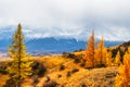 Snow-covered mountains and yellow autumn trees. Kurai steppe in Altai, Russia Royalty Free Stock Photo