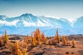 Snow-covered mountains and autumn trees in Altai, Siberia, Russia Royalty Free Stock Photo