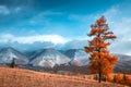 Snow-covered mountains with yellow trees Royalty Free Stock Photo