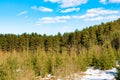 Snow-covered mountainside with growing pines and small firs, sunny spring day with blue sky with clouds Royalty Free Stock Photo