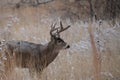 Snow covered mule deer buck Royalty Free Stock Photo