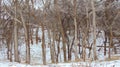 Snow Covered North Texas Wooded Area Royalty Free Stock Photo