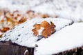 Snow-covered oak leaf on a snow-covered stump, winter view Royalty Free Stock Photo