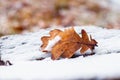 Snow-covered oak leaf on a snow-covered stump, winter view Royalty Free Stock Photo