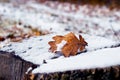 Snow-covered oak leaf on a snow-covered stump, winter view Royalty Free Stock Photo