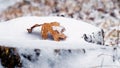 Snow-covered oak leaf on a snow-covered stump, winter view Royalty Free Stock Photo