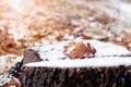 Snow-covered oak leaf on a snow-covered stump, winter view Royalty Free Stock Photo