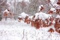 Snow covered oak tree with leaves in the winter park Royalty Free Stock Photo