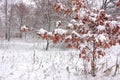 Snow covered oak tree with leaves in the winter park Royalty Free Stock Photo