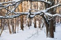 Snow covered oak tree in a winter forest