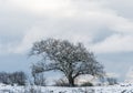 Snow covered old oak tree Royalty Free Stock Photo