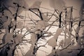 Snow covered open hedge and barbed wire