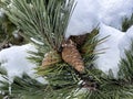 Snow covered outdoor Christmas tree with hanging pine cones for the Merry Christmas or Happy New Year holiday concept Royalty Free Stock Photo