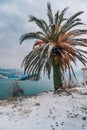 Snow-covered palm tree. Palm covered with snow. Winter on the co Royalty Free Stock Photo