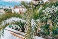 Snow-covered palm tree. Palm covered with snow. Winter on the co Royalty Free Stock Photo