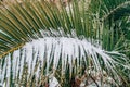 Snow-covered palm tree. Palm covered with snow. Winter on the co Royalty Free Stock Photo