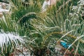 Snow-covered palm tree. Palm covered with snow. Winter on the co Royalty Free Stock Photo