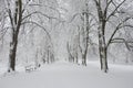 Snow-covered park bench near a tree, winter landscape. Snowfall Royalty Free Stock Photo