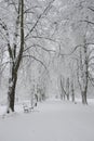 Snow-covered park bench near a tree, winter landscape. Snowfall Royalty Free Stock Photo