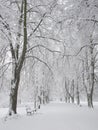 Snow-covered park bench near a tree, winter landscape. Snowfall Royalty Free Stock Photo