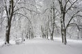 Snow-covered park bench near a tree, winter landscape. Snowfall Royalty Free Stock Photo