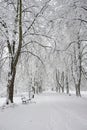 Snow-covered park bench near a tree, winter landscape. Snowfall Royalty Free Stock Photo