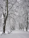 Snow-covered park bench near a tree, winter landscape. Snowfall Royalty Free Stock Photo