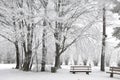 Snow covered park bench and wintry forest