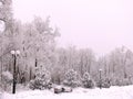 Snow covered park In Donesk. Royalty Free Stock Photo