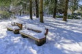 Snow-covered park with green trees and bushes, wooden benches Royalty Free Stock Photo