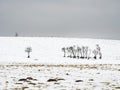 Snow covered pasture and poor trees by long cow fence at hill edge Royalty Free Stock Photo