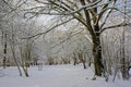 Snow covered path through a bare winter forest Royalty Free Stock Photo