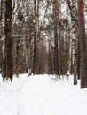 Snow-covered path in city park in winter Royalty Free Stock Photo