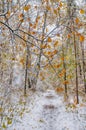 Snow covered path in forest in early winter Royalty Free Stock Photo
