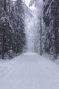 Snow-covered path in a forest park-reserve in winter during snowfall, blizzard