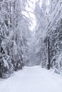 Snow-covered path in a forest park-reserve in winter during snowfall, blizzard Royalty Free Stock Photo