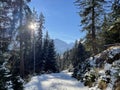 snow covered path through the forest with the sun shining through the trees and blue mountain tops in the distance Royalty Free Stock Photo