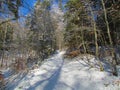Snow covered path leading through a broadleaf winter forest Royalty Free Stock Photo