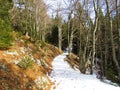 Snow covered path leading through a temeperate deciduous broadleaf and conifer forest Royalty Free Stock Photo